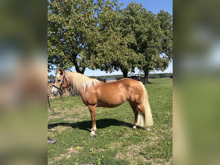 Edelbluthaflinger Klacz 18 lat 143 cm  in Wasserburg am Inn