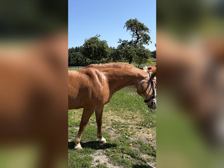 Edelbluthaflinger Klacz 18 lat 143 cm  in Wasserburg am Inn