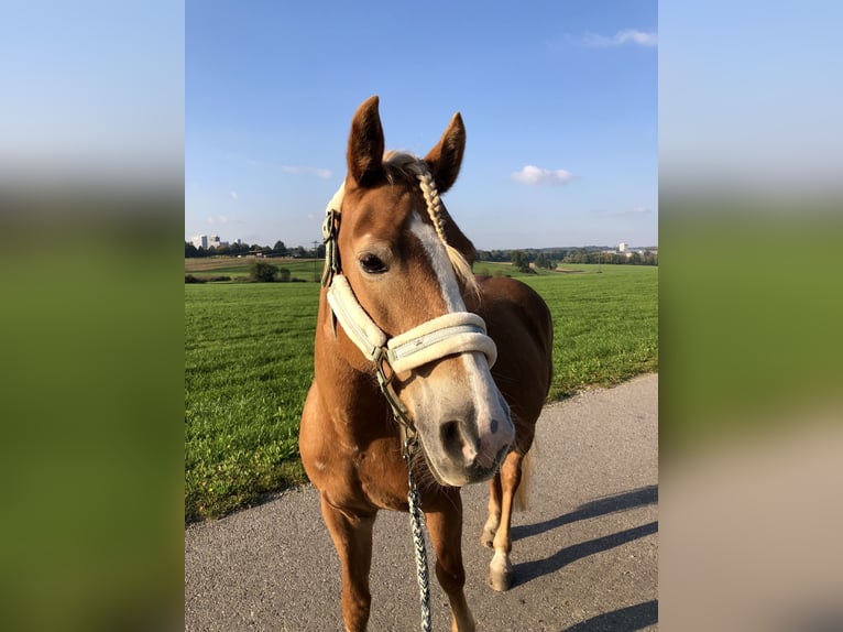 Edelbluthaflinger Klacz 18 lat 143 cm  in Wasserburg am Inn