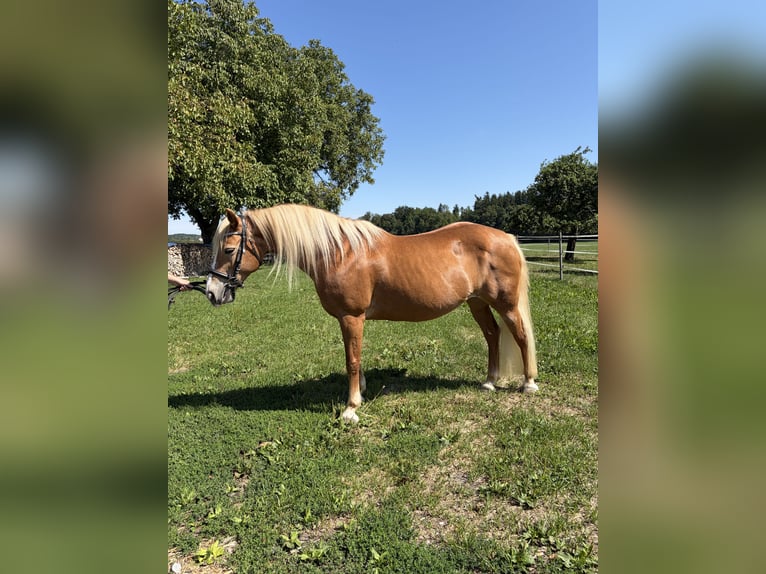 Edelbluthaflinger Klacz 18 lat 143 cm  in Wasserburg am Inn