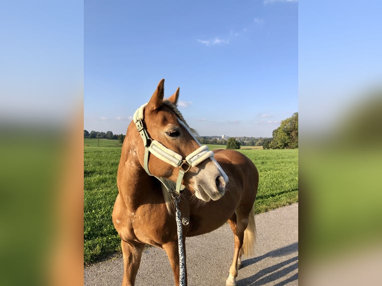 Edelbluthaflinger Klacz 18 lat 143 cm  in Wasserburg am Inn