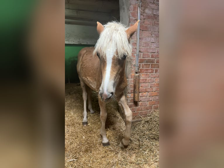 Edelbluthaflinger Klacz 1 Rok Kasztanowata in Gettnau