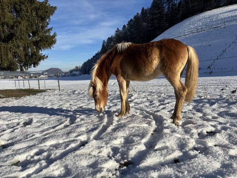 Edelbluthaflinger Klacz 1 Rok Kasztanowata in Gettnau