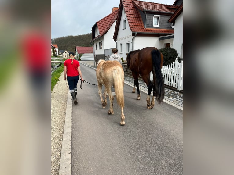 Edelbluthaflinger Klacz 3 lat 143 cm  in Leinefelde-Worbis