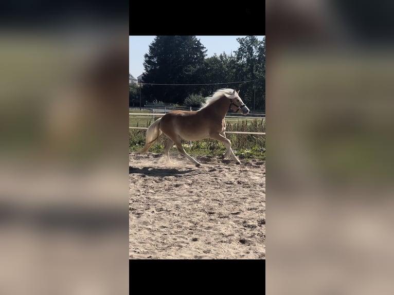 Edelbluthaflinger Klacz 3 lat 145 cm Kasztanowata in H&#xFC;ttenberg