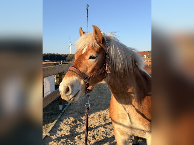 Edelbluthaflinger Klacz 3 lat 146 cm Kasztanowata in Tostedt