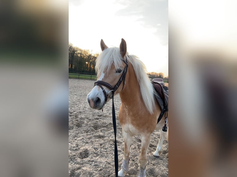 Edelbluthaflinger Klacz 3 lat 149 cm in Nordhorn