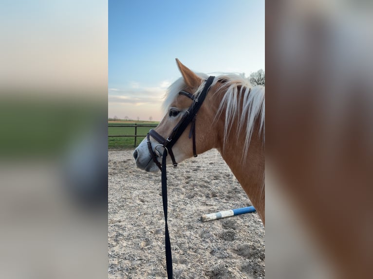Edelbluthaflinger Klacz 3 lat 149 cm in Nordhorn