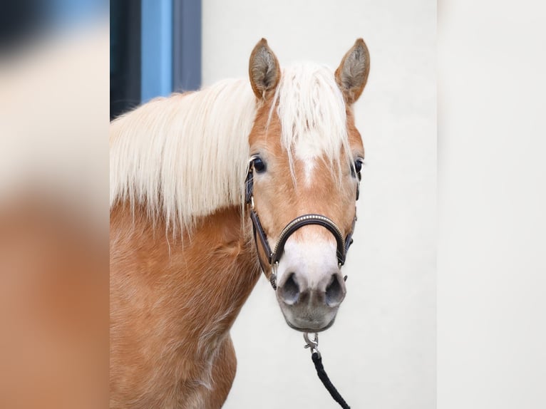 Edelbluthaflinger Klacz 3 lat 150 cm Kasztanowata in Ebermannsdorf