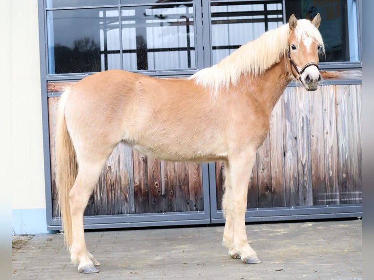 Edelbluthaflinger Klacz 3 lat 150 cm Kasztanowata in Ebermannsdorf