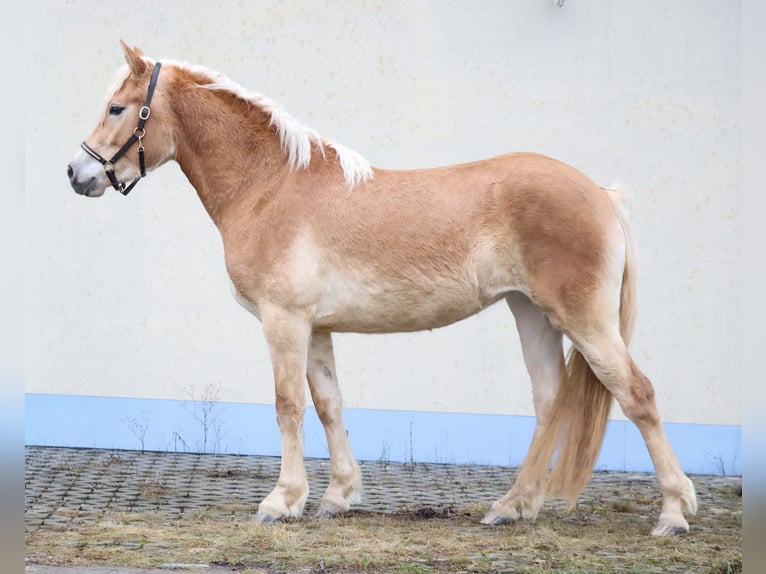 Edelbluthaflinger Klacz 3 lat 150 cm Kasztanowata in Ebermannsdorf