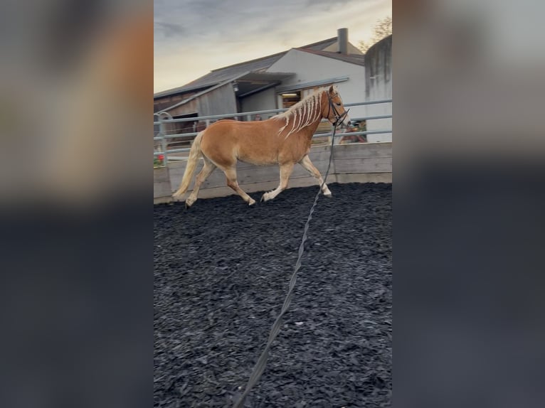 Edelbluthaflinger Klacz 4 lat 146 cm Kasztanowata in Senden