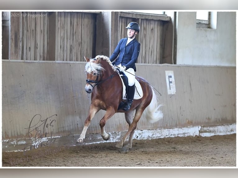 Edelbluthaflinger Klacz 4 lat 147 cm Kasztanowata in Bayreuth