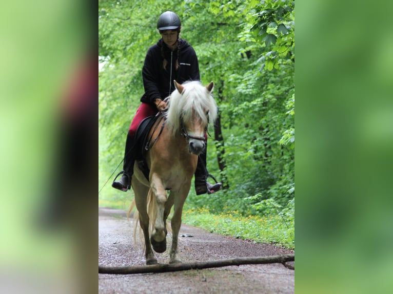 Edelbluthaflinger Klacz 4 lat 147 cm Kasztanowata in Döbritschen