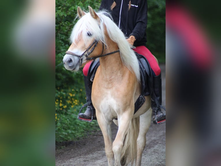 Edelbluthaflinger Klacz 4 lat 147 cm Kasztanowata in Döbritschen