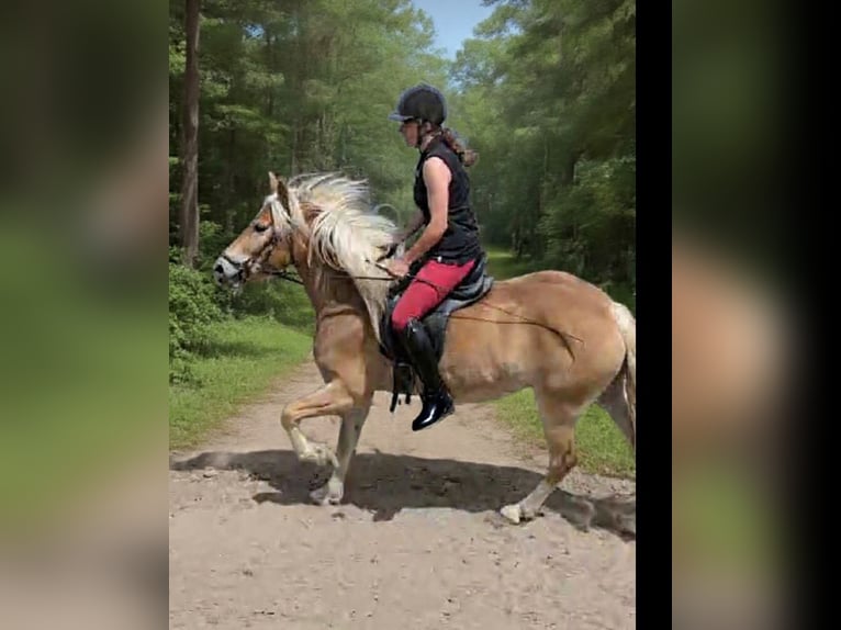 Edelbluthaflinger Klacz 4 lat 147 cm  in Döbritschen