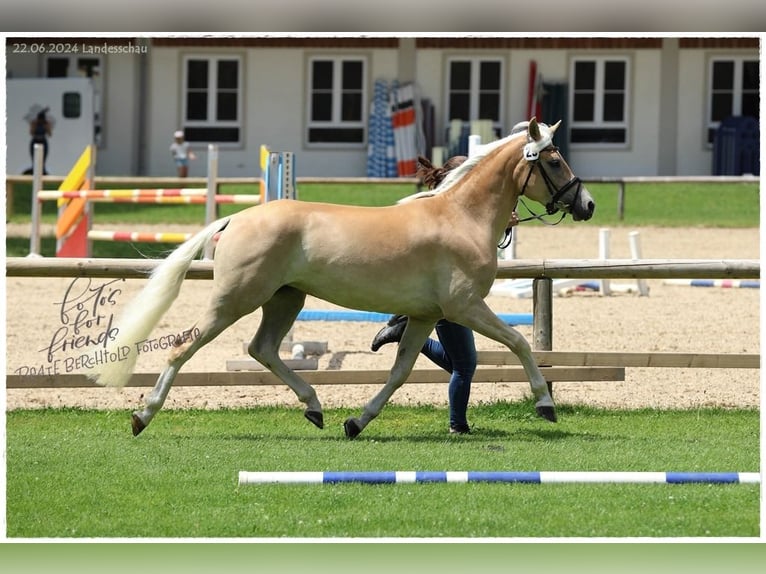 Edelbluthaflinger Klacz 4 lat 149 cm in Ingenried