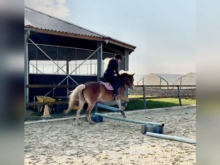 Edelbluthaflinger Klacz 5 lat 144 cm Kasztanowata in Trebur