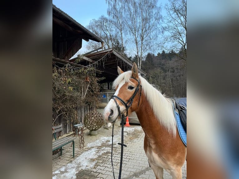 Edelbluthaflinger Klacz 5 lat 147 cm Kasztanowata in Loiching