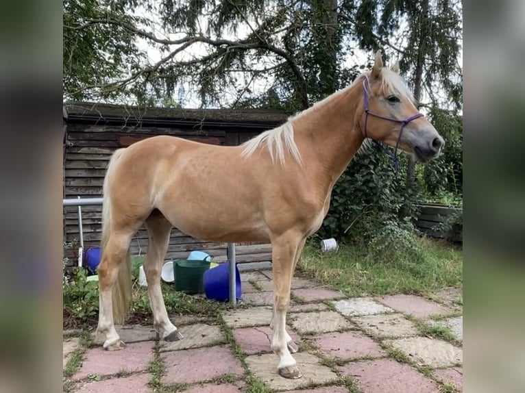 Edelbluthaflinger Klacz 5 lat 148 cm Bułana in Neustadt an der Weinstraße