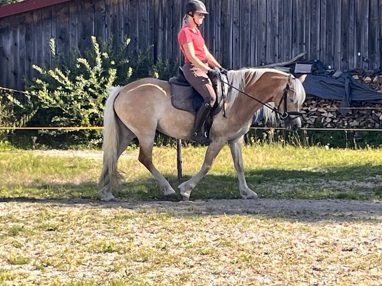 Edelbluthaflinger Klacz 5 lat 148 cm  in ObersöcheringObersöchering