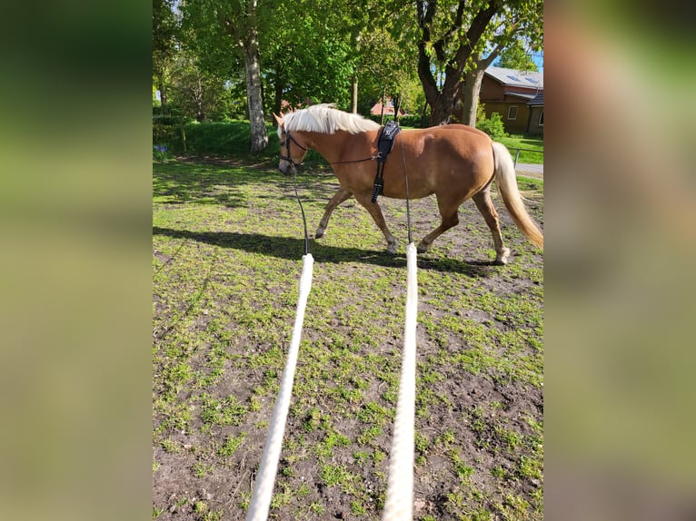Edelbluthaflinger Klacz 6 lat 148 cm Kasztanowata in Wiemerstedt