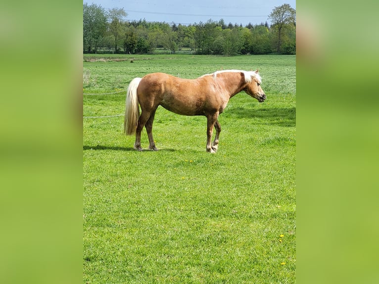 Edelbluthaflinger Klacz 6 lat 148 cm Kasztanowata in Wiemerstedt