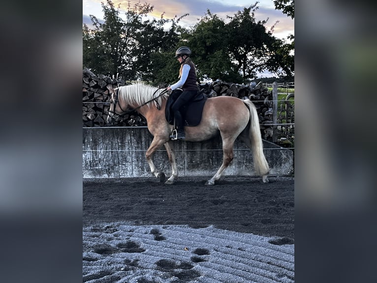 Edelbluthaflinger Klacz 6 lat 149 cm  in Obersöchering