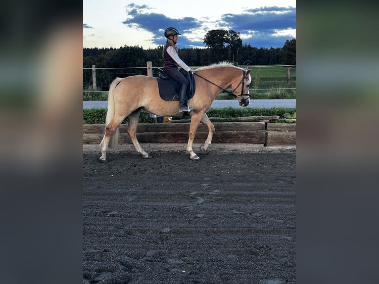 Edelbluthaflinger Klacz 6 lat 149 cm  in Obersöchering