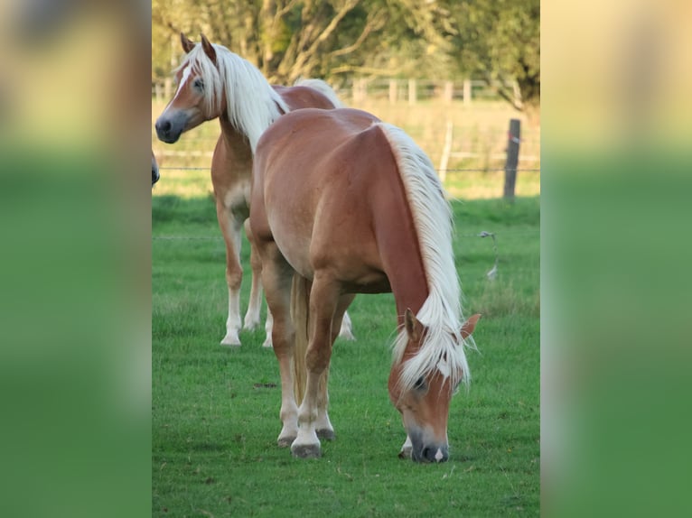Edelbluthaflinger Klacz 7 lat 146 cm Kasztanowata in Hamm