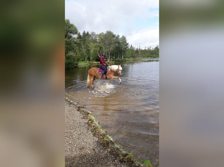 Edelbluthaflinger Klacz 7 lat 150 cm in Rottenbuch