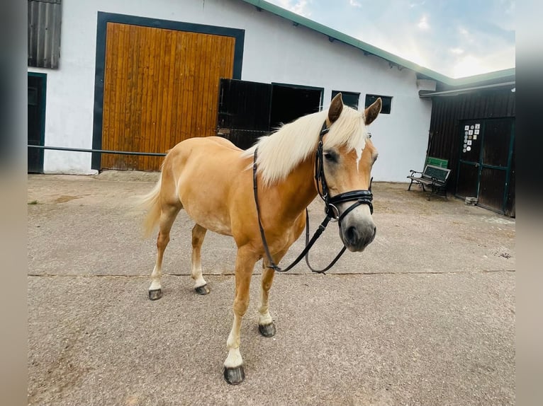 Edelbluthaflinger Klacz 8 lat 141 cm Kasztanowata in Wadern
