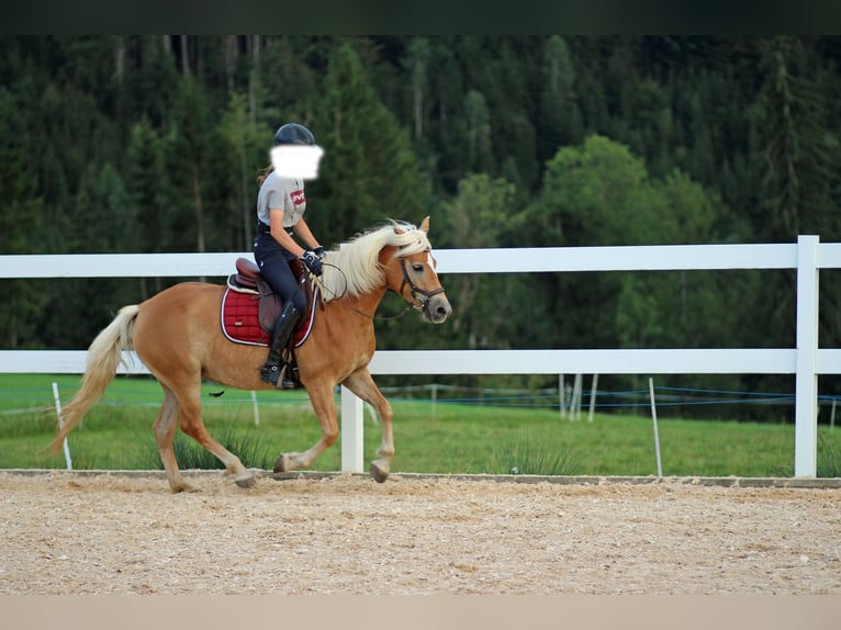 Edelbluthaflinger Klacz 8 lat 145 cm Kasztanowata in Bolsterlang