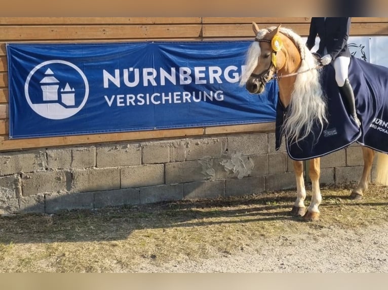 Edelbluthaflinger Klacz 8 lat 153 cm Kasztanowata in St.Gangloff