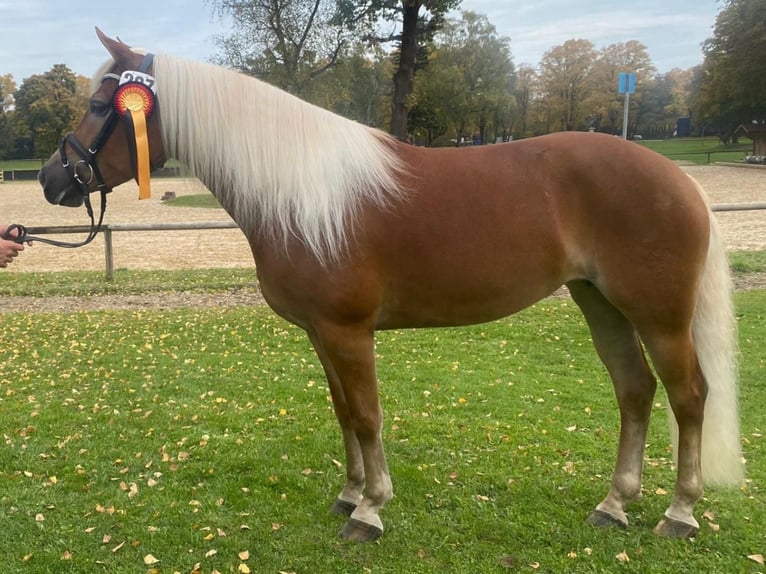 Edelbluthaflinger Klacz 9 lat 148 cm Cisawa in Bayrischzell