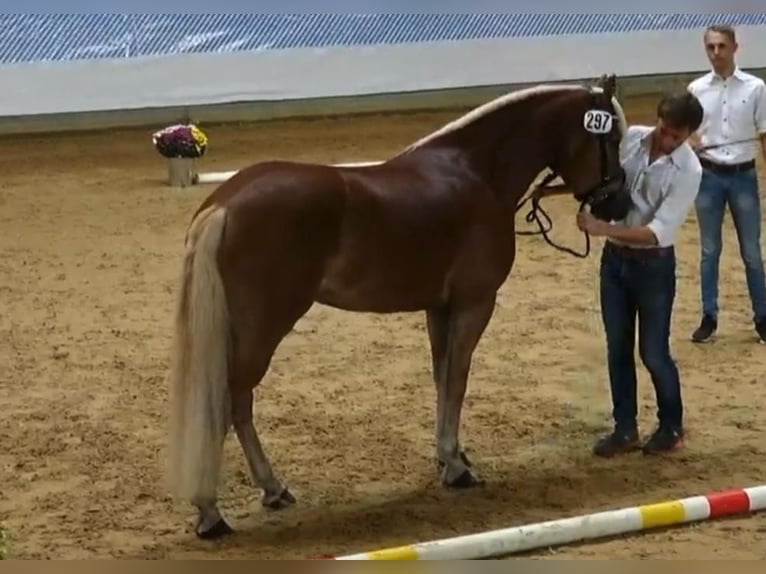 Edelbluthaflinger Klacz 9 lat 148 cm Cisawa in Bayrischzell