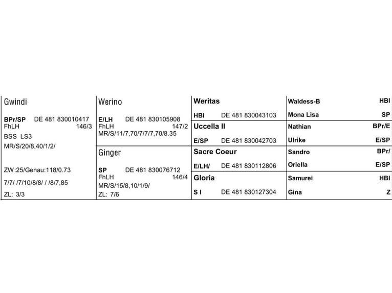 Edelbluthaflinger Klacz 9 lat 148 cm Cisawa in Bayrischzell