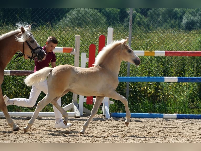 Edelbluthaflinger Klacz  Kasztanowata in Bernstadt auf dem Eigen