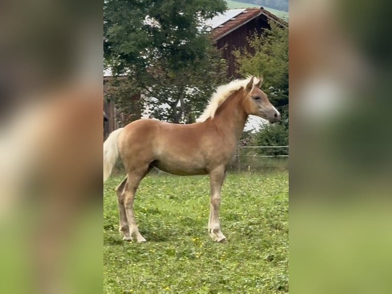 Edelbluthaflinger Klacz Źrebak (03/2024) Kasztanowata in Rottenbuch