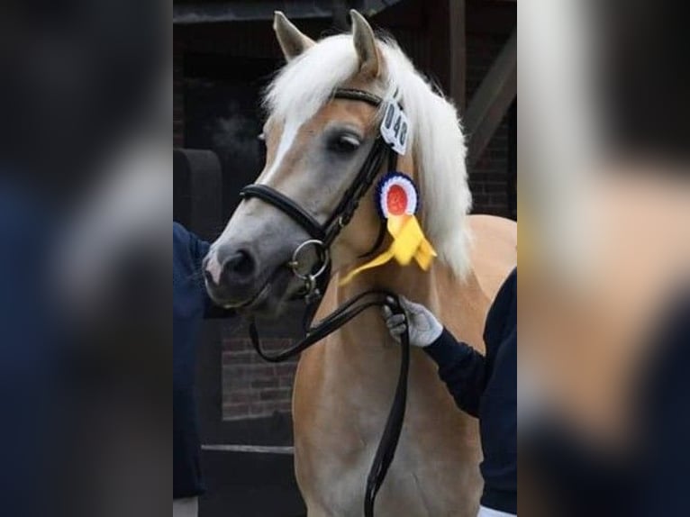 Edelbluthaflinger Mare 10 years 14.3 hh Chestnut-Red in Schretstaken