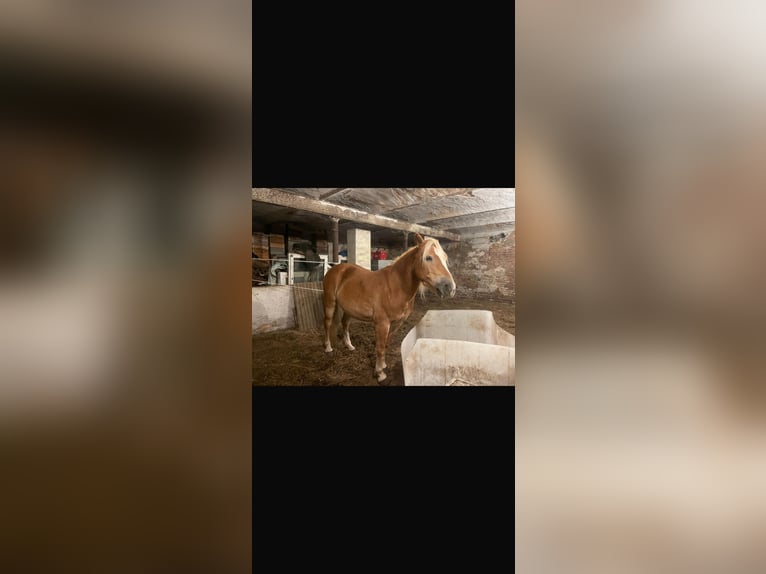 Edelbluthaflinger Mare 10 years 14 hh Chestnut-Red in Kasel-Golzig