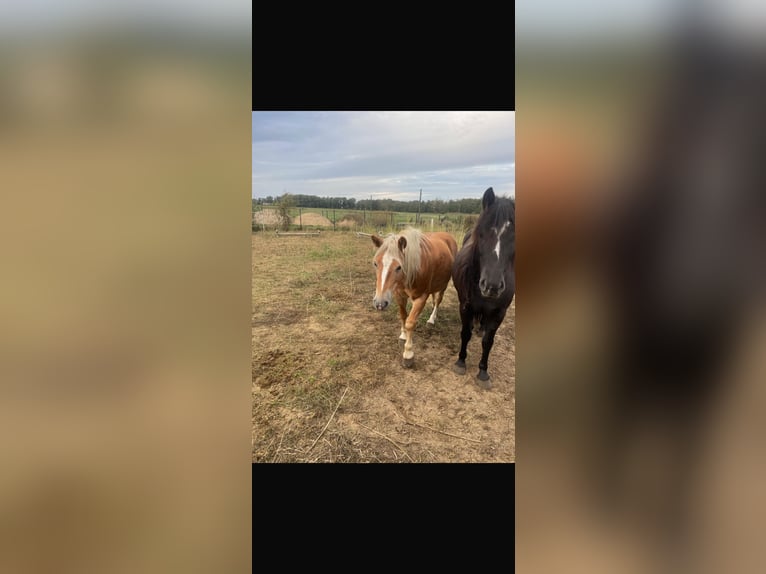 Edelbluthaflinger Mare 10 years 14 hh Chestnut-Red in Kasel-Golzig