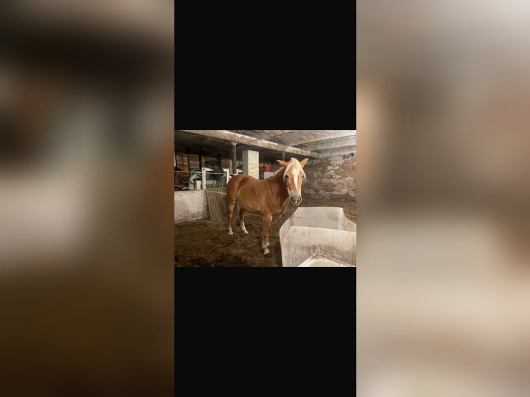 Edelbluthaflinger Mare 10 years 14 hh Chestnut-Red in Kasel-Golzig