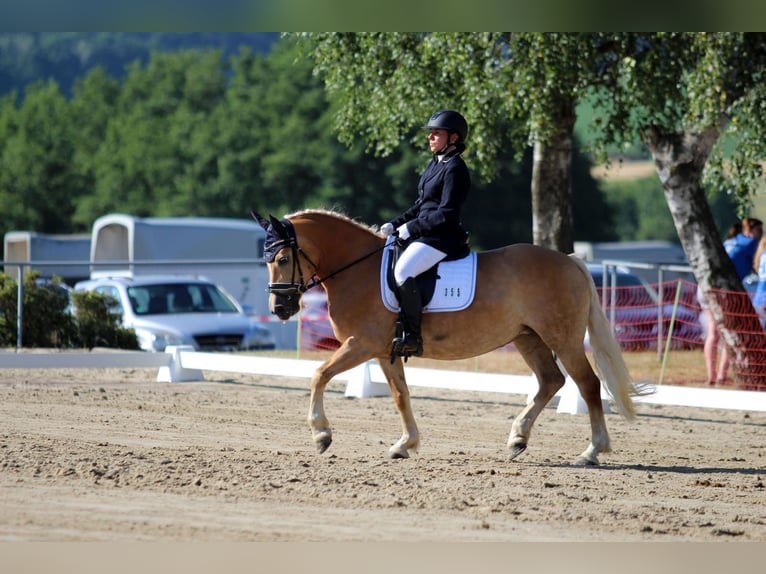 Edelbluthaflinger Mare 10 years 14,1 hh Chestnut-Red in Grumbach