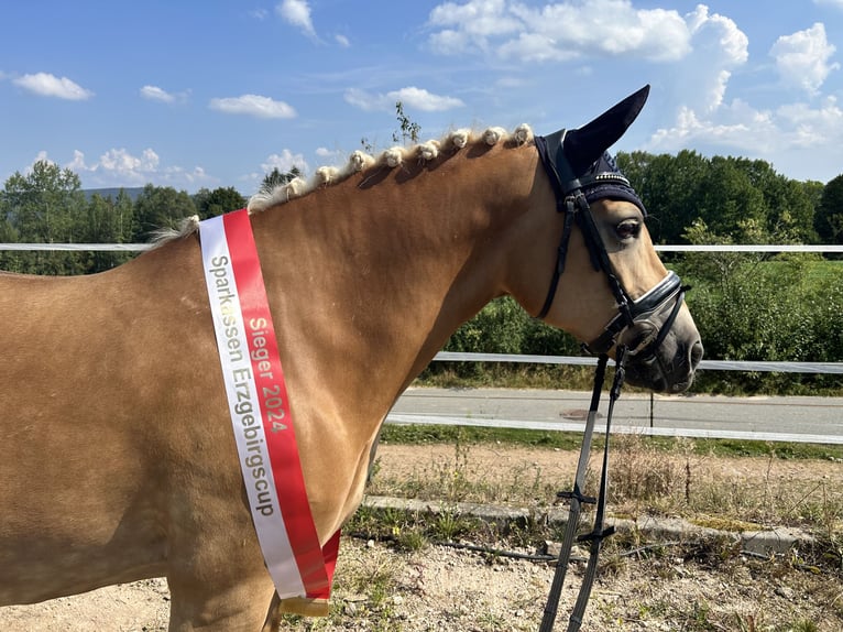 Edelbluthaflinger Mare 10 years 14,1 hh Chestnut-Red in Grumbach