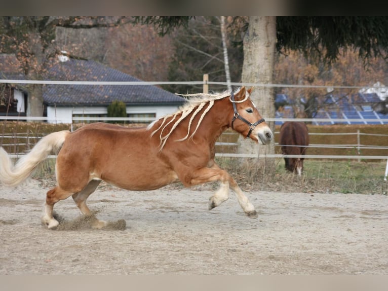 Edelbluthaflinger Mare 12 years 14,1 hh in Rottweil