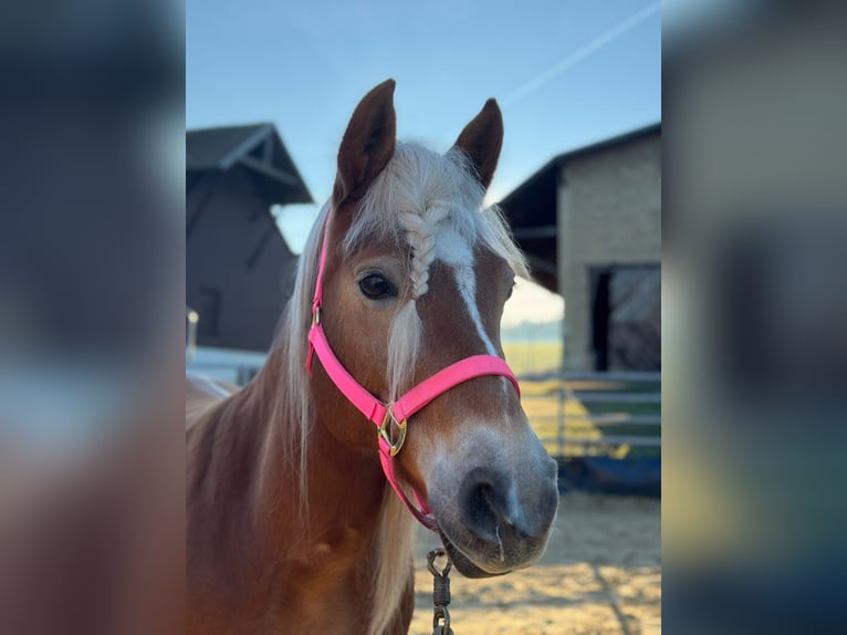 Edelbluthaflinger Mare 12 years 14,2 hh Chestnut-Red in Ronshausen