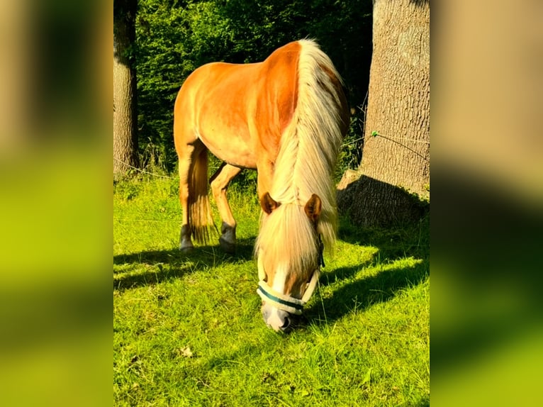 Edelbluthaflinger Mare 13 years 14 hh Chestnut-Red in Ramstedt