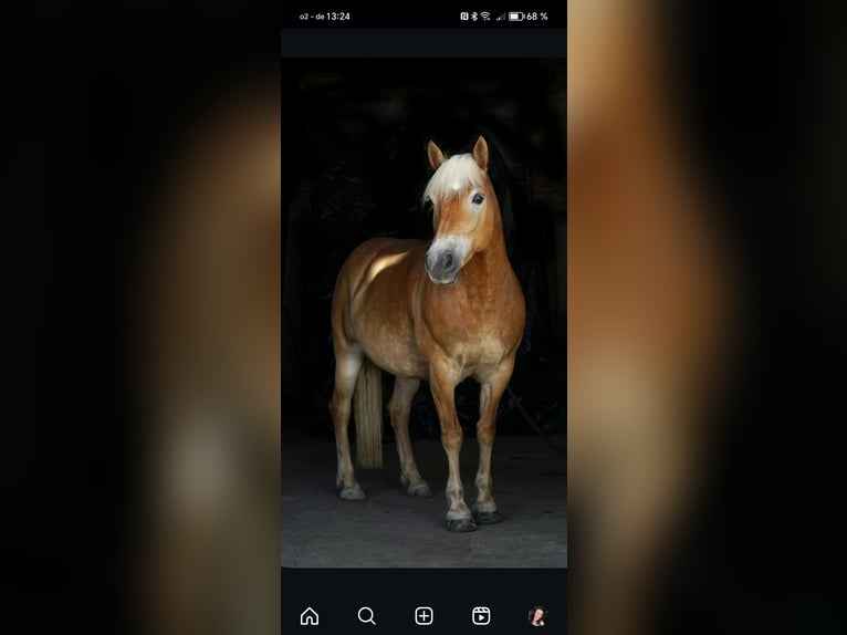 Edelbluthaflinger Mare 13 years 14,1 hh Chestnut-Red in Werneck