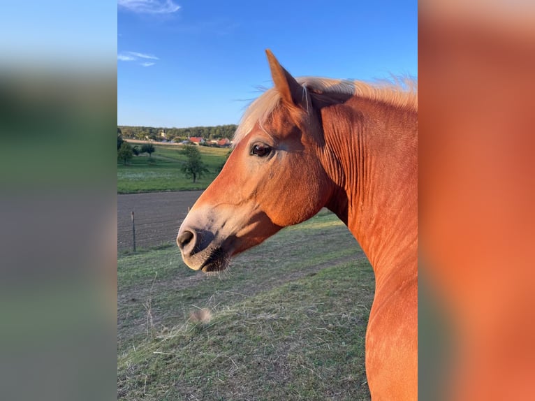 Edelbluthaflinger Mare 13 years 14,1 hh Chestnut-Red in Werneck